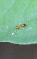 Crematogaster biroi