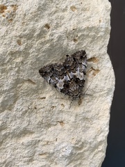 Allotria