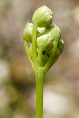 Seseli hippomarathrum
