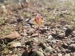 Lachenalia trichophylla