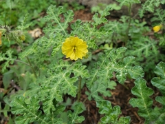 Solanum fructu-tecto