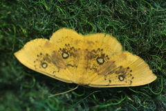 Cyclophora albiocellaria