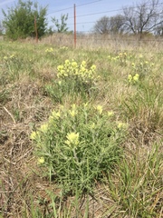 Castilleja citrina