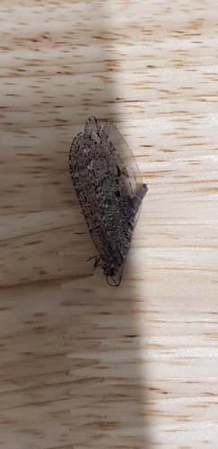 Polystoechotes punctata photo 6