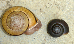 Helminthoglypta exarata