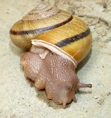 Helminthoglypta exarata