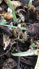 Osteopilus septentrionalis