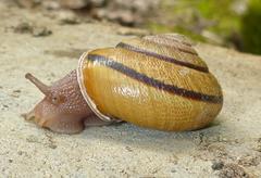 Helminthoglypta exarata