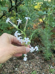 Ipomopsis aggregata collina
