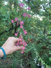 Ipomopsis aggregata collina