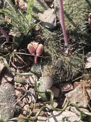 Lachenalia trichophylla