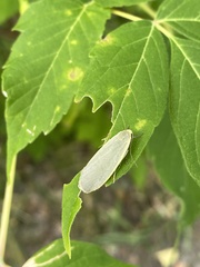 Eilema griseola