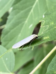 Eilema griseola