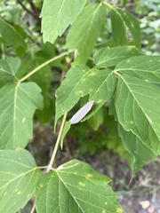 Eilema griseola