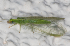 Chrysoperla comanche