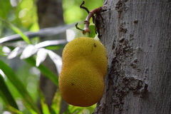Artocarpus heterophyllus