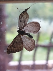 Xanthorhoe decoloraria