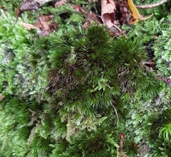 Campylopus flexuosus