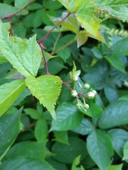 Rubus