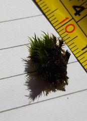 Campylopus flexuosus