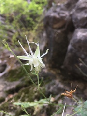 Aquilegia micrantha