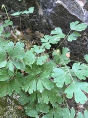 Aquilegia micrantha