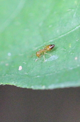 Crematogaster biroi