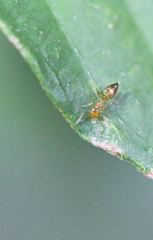 Crematogaster biroi