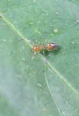 Crematogaster biroi