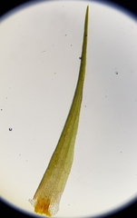 Campylopus flexuosus