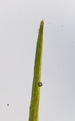 Campylopus flexuosus