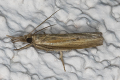 Fissicrambus profanellus