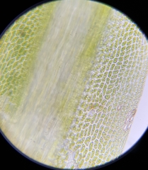 Campylopus flexuosus