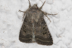 Protorthodes incincta