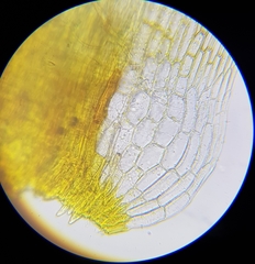 Campylopus flexuosus