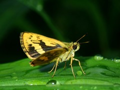 Potanthus confucius