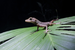Anolis alvarezdeltoroi