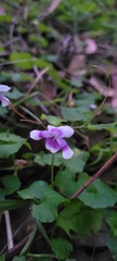 Viola banksii