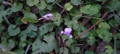 Viola banksii