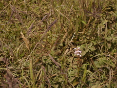 Satyrium nepalense