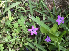 Campanula lusitanica