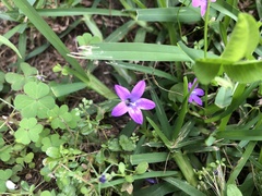 Campanula lusitanica