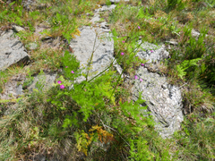 Meum athamanticum