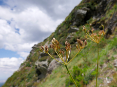 Meum athamanticum