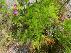 Meum athamanticum