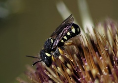 Pseudoanthidium tenellum