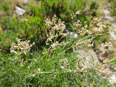 Koenigia alpina