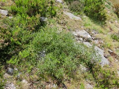 Koenigia alpina