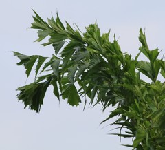 Caryota urens