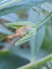Talinum aurantiacum